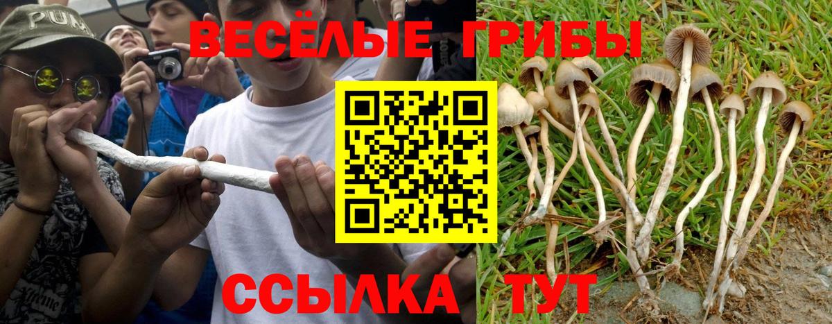 Псилоцибиновые грибы Psilocybine cubensis Ковров